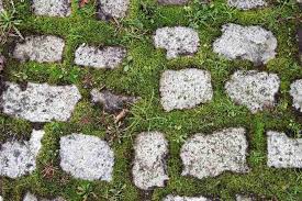How To Kill Moss On Pavers 10 Methods