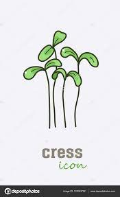 Garden Cress Vector Icon Vegetable