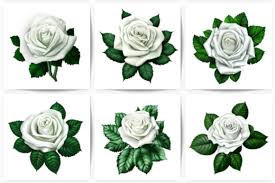 White Rose Flower Beautiful Images