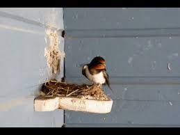 Building A Barn Swallow Nest