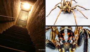 How To Keep Spiders Out Of A Basement