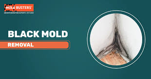 Professional Black Mold Removal Service