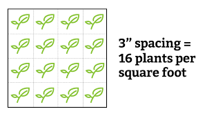 Square Foot Garden Spacing For Big