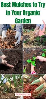 8 Best Mulches To Use In Your Organic
