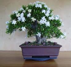 25 White Jasmine Bonsai Tree Seeds