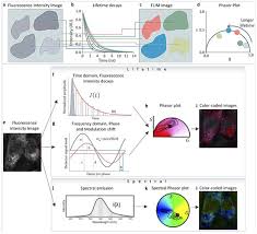 Phasor Space In Fluorescence Imaging