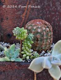 Succulent And Cactus Container Garden