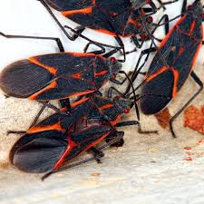 Boxelder Bug How To Identify And Get