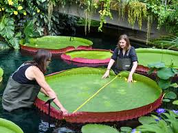 New Species Of Giant Waterlily Is The