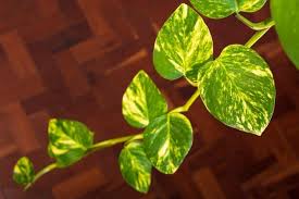 15 Powerful Plants That Dehumidify Your
