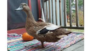 This Duck Lost Her Foot To A Fox Last