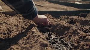 Gardener Prepare Soil For Planting In