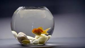 Small Goldfish Is Floating Round In