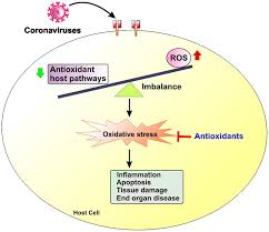 The Role Of Oxidative Stress In The
