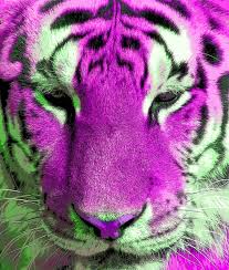 Purple Tiger Images