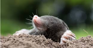 7 Animals Digging Holes In Your Yard