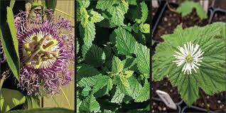 Medicinal Herb Garden With These 3 Herbs