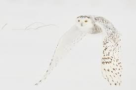Snowy Owl Pictures Fine Art Owl