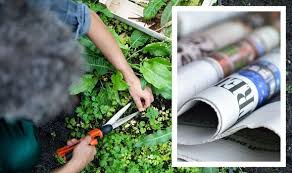 Garden Weeds Use Newspaper To Stop