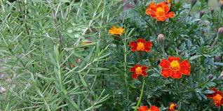Companion Planting