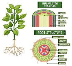 Plant Root Diagram Images Free