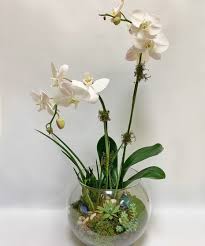 Orchid Succulent Terrarium Plant