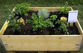 Vegetable Terrace Garden For Organic