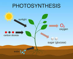 Photosynthesis Images Browse 100 996