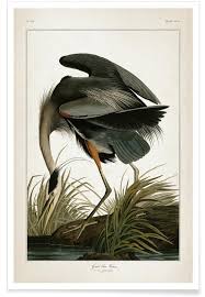 Audubon Great Blue Heron Poster Juniqe