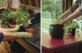 Growing Herbs Inside