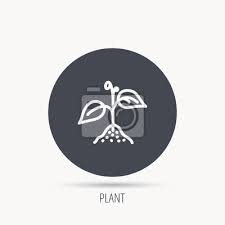 Plant With Leaves Icon Agricultural Or