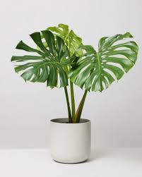 Swiss Cheese Plant Big Leaf Monstera