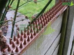 Anti Climb Fence Wall Spikes Bird
