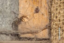 Spider Removal Pest Library Omnis