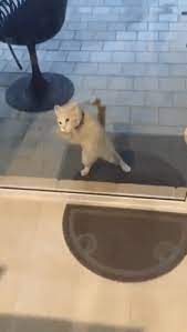 Cat Glass Door Gifs Tenor