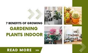 Growing Your Gardening Plants Indoors