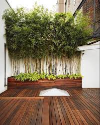 Urban Garden Design Bamboo In Pots