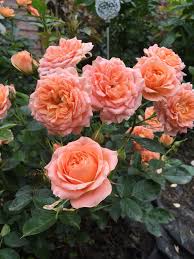 Forever Flowering Rose Bush