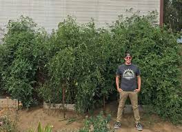 Tomatoes From One 4x4 Raised Garden Bed