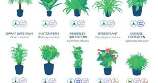 Air Cleaning Plants