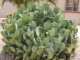 Indian Fig Prickly Pear Elgin Nursery