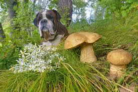 My Pet Ate A Plant Now What Care Vets