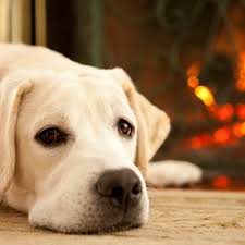 Pet Urine Odor Removal Chem Dry Of