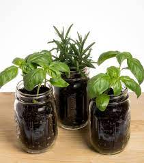 Mason Jar Garden 6 Plants You Can Grow