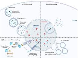 cell and autophagy