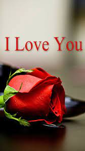i love u with red rose i love u red