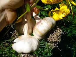 Fall Garden Vegetables Growing Garlic