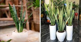 Snake Plant Care Guide Tips For A