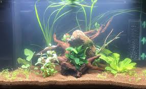 Cloudy Water In Aquarium How To Fix