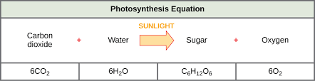 5 1 Overview Of Photosynthesis